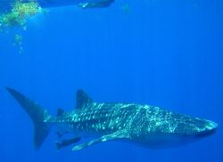 snorkeling, sea & sea 5000 digital camera, utila. by Laurence Hegarty 